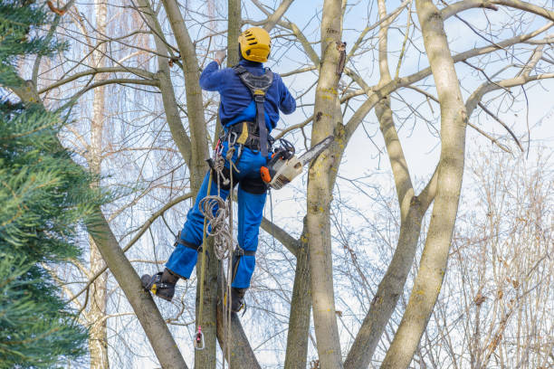 Best Tree Disease Treatment  in Smith Mills, MA